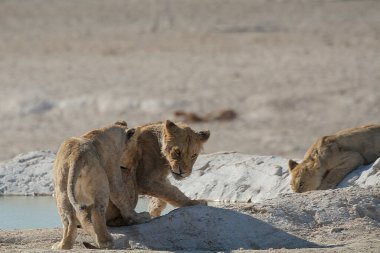 Nehrin suyundaki aslan