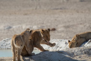 Etoşa Ulusal Parkı 'ndaki bir delikten su içen aslan Namibya