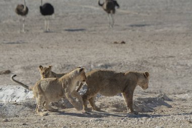 Savanadaki vahşi aslanlar