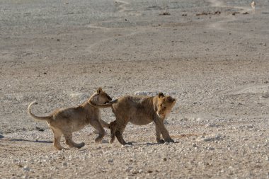 two young lion cubs walking on the road in namibia