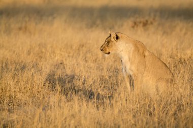 Afrika 'nın güneyindeki Kruger Milli Parkı' ndaki çimenlikteki dişi çita, Felidae familyasından Specie Panthera Leo.