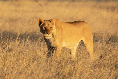 Dişi aslan çimenlerde yürüyor..
