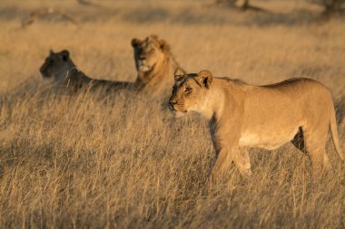 Afrika savanındaki aslanlar