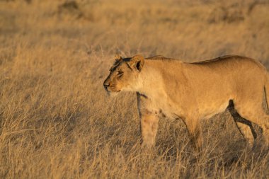 Etkin Milli Parkı, Namibya, Afrika'da aslan