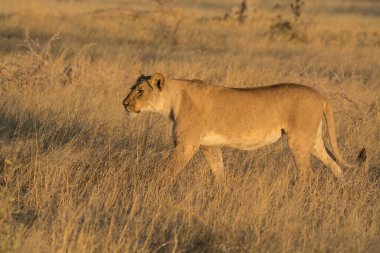 Güney Afrika 'daki Kruger Ulusal Parkı' nda kuru çimlerde yürüyen dişi aslan.
