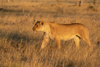 Dişi aslan kuru çimlerde yürüyor..
