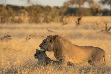 Afrika aslanı Kruger Ulusal Parkı, Güney Afrika.