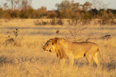 Güney Afrika 'nın ulusal parkında erkek aslan.