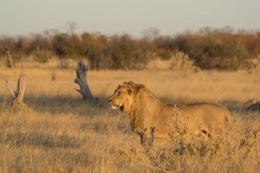 Afrika 'nın vahşi batısında vahşi bir aslan.