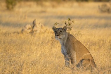 Kruger Park 'taki aslan.