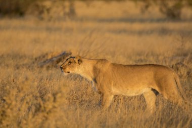 # Savananın otlarındaki aslan #