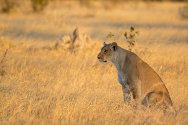 Aslan ın kruger national park, Güney Afrika