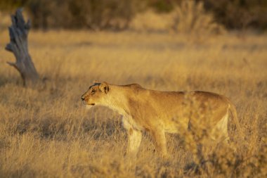 Kenya savanındaki aslan