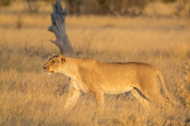 Afrika, Kenya 'daki milli parktaki çimlerde dişi aslan.
