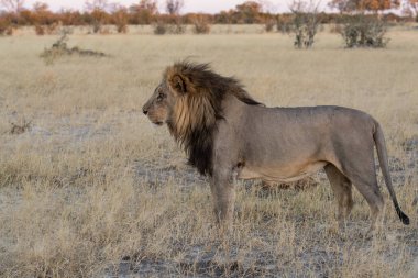 Kenya savanındaki aslan