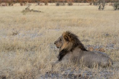 Afrika bozkırında güzel bir erkek aslan.