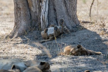 Afrika 'nın güneyindeki Kruger parkında aslan var..