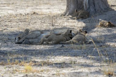 Aslan ın kruger national park, Güney Afrika