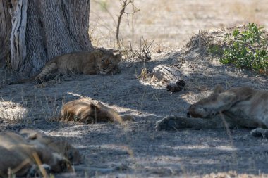Afrika 'nın güneyindeki Kruger parkında aslan var..