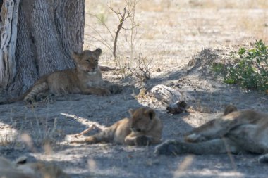 Aslan yavrusu kuru çimenlerde yatıyor.