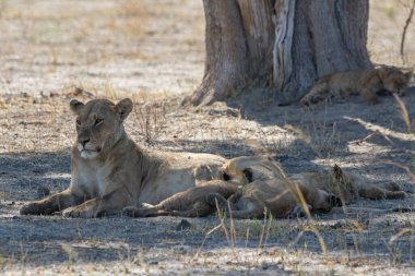 Güney Afrika 'daki Kruger parkında yavrusu olan genç bir aslan.