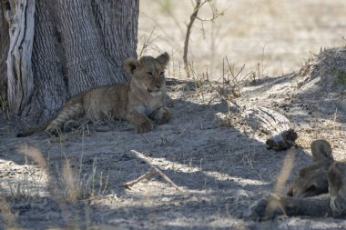 Savanadaki Afrika çalılarında vahşi bir aslan.
