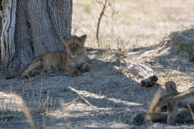 Güney Afrika 'daki Kruger Milli Parkı' nda oynayan bir aslan yavrusu ve anne..