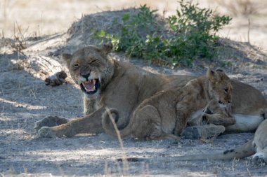 Dişi aslan ve yavrusu yerde.