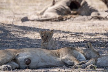 Namibya 'daki Etoşa Ulusal Parkı' nda aslan ailesi.