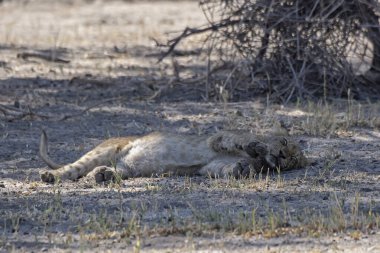 Namibya 'da çölde bir aslan