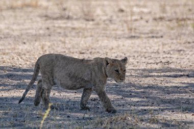 Kenya savanındaki aslan