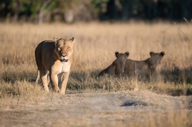 Güney Afrika 'daki Kruger Ulusal Parkı' nda çimlerin üzerinde yürüyen aslan yavrusu..