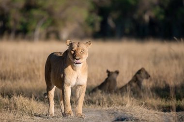 Genç aslan ve yavrusu bozkırda.
