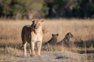 Otların arasında yürüyüş aslan