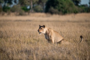 Aslan çimenlerde yürüyor.