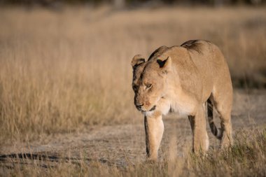 Güney Afrika 'daki Kruger Ulusal Parkı' nın kuru çalılarında yürüyen bir aslan..