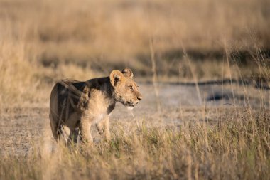 Kruger parkındaki dişi aslan.