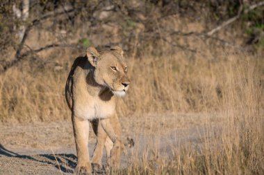 Güney Afrika 'daki Kruger Ulusal Parkı' nda dişi aslan.