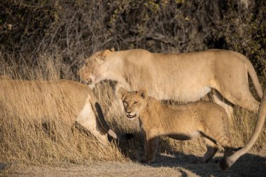 Dişi aslan Botswana 'nın güneyindeki vahşi bir Afrika bozkırında yürüyor. Güney Afrika.
