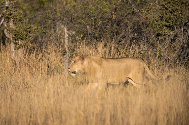 Dişi aslan Güney Afrika 'daki Kruger Ulusal Parkı' nda çimenlerde yürüyor..