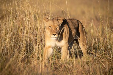 Kenya savanındaki aslan