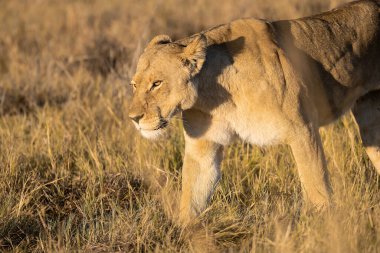 Dişi aslan yolda vahşi doğada yürüyor.