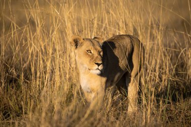 Kruger Park, Güney Afrika 'daki erkek aslan.