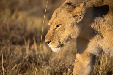 Güney Afrika 'daki Kruger Ulusal Parkı' nda aslan var.