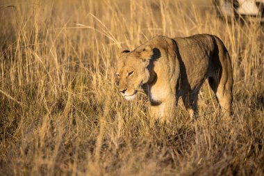 Vahşi doğada dişi aslan.