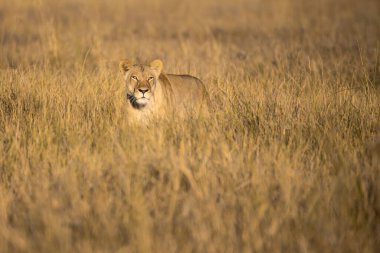 Yabani çitalar çimlerde