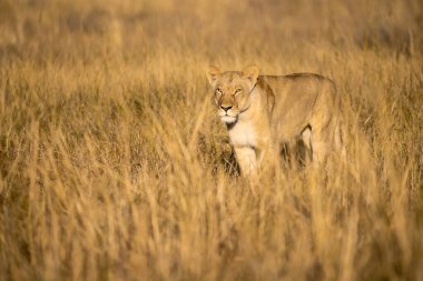 Çimlerde dişi aslan.