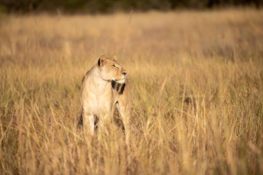 Afrika 'nın güneyindeki Kruger Ulusal Parkı' nda vahşi aslan.