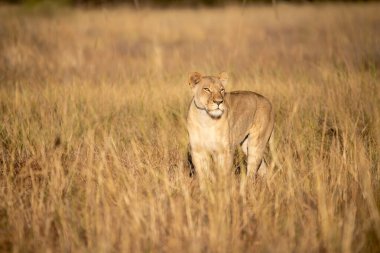 Otların arasında yürüyüş çita