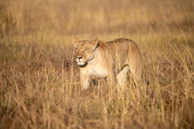 Çimenlikteki aslan. Afrika, Kenya. kenya.